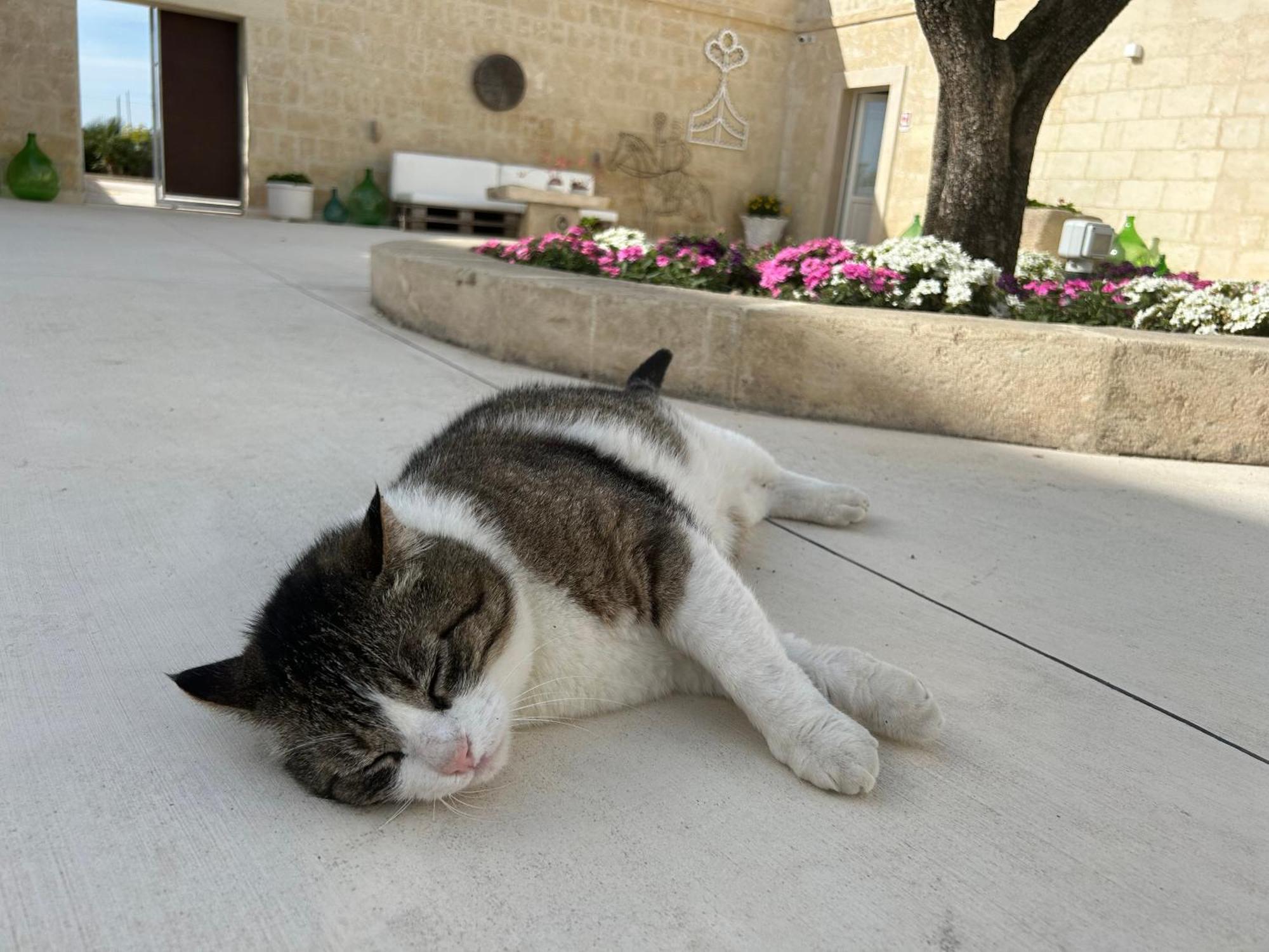 Masseria Spiga Gravina in Puglia Luaran gambar